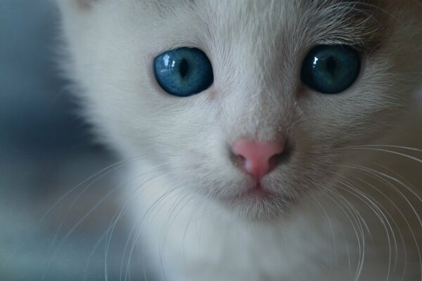 The muzzle of a kitten with blue eyes