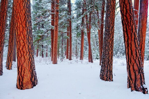 Bosque de invierno. Árboles en la nieve