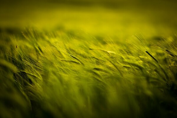 Feld von grünen Ähren, die sich vom Wind beugen