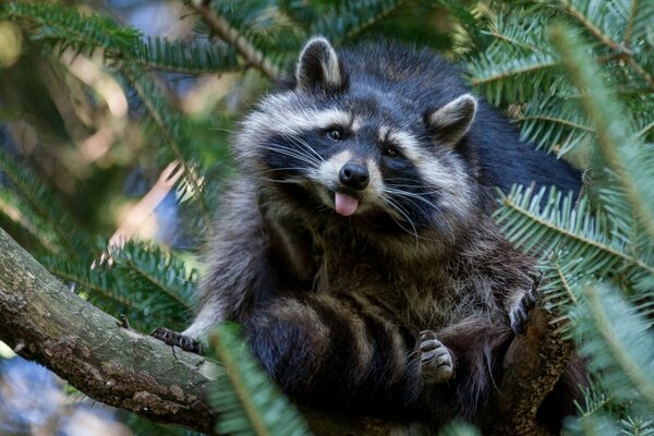 Waschbär sitzt auf einem Baum inmitten von Nadelbäumen