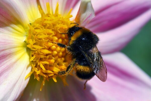 Bumblebee impollina un bellissimo fiore rosa