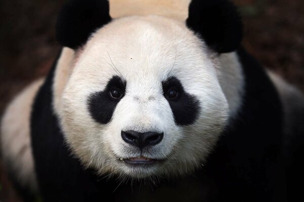 The panda bear has a white muzzle and black eyes