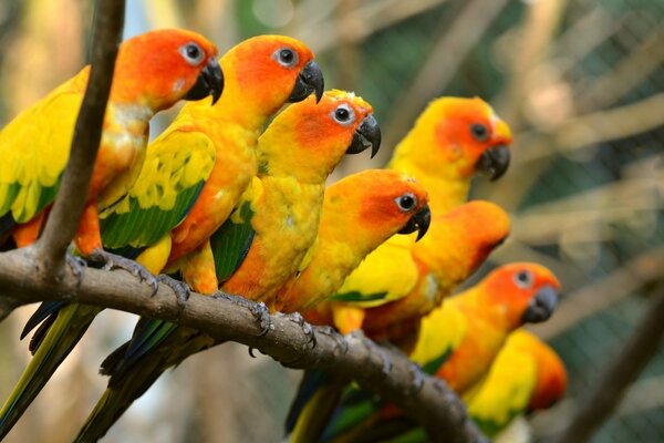 Los brillantes loros de color amarillo anaranjado se sientan en una rama y miran hacia la distancia