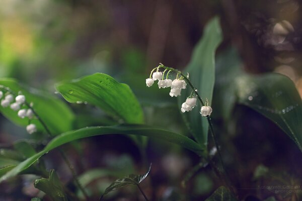 Lilies of the valley covered with dew drops