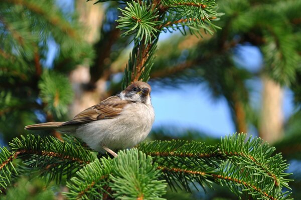 A crow bird sits on the branches of a fir tree