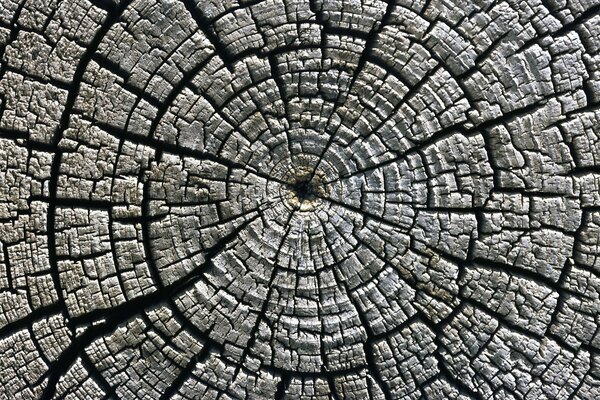 Texture di legno vecchio nel taglio