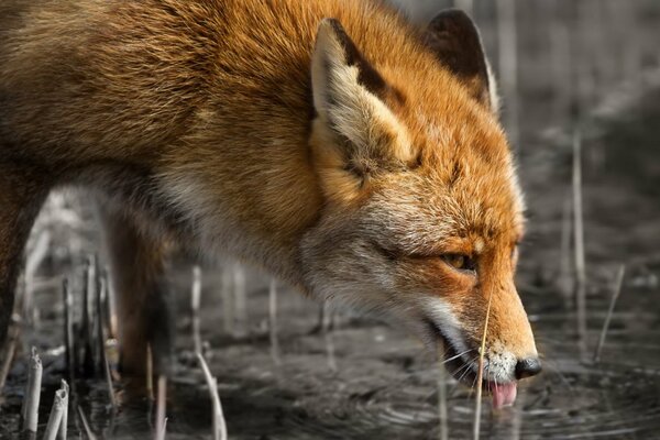 Ein roter Fuchs lackt Wasser aus einem Teich