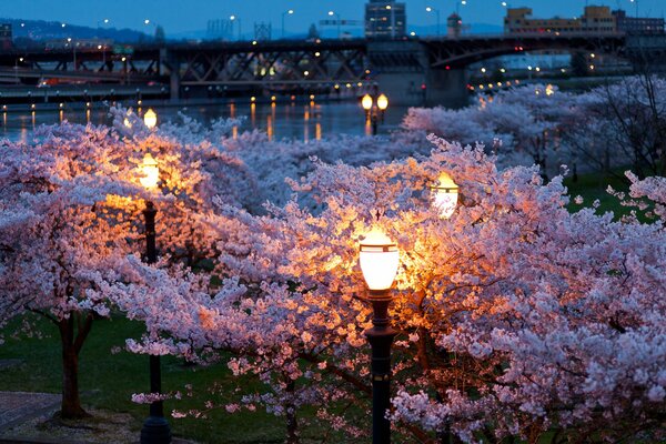 Beautiful Sakura Night Park