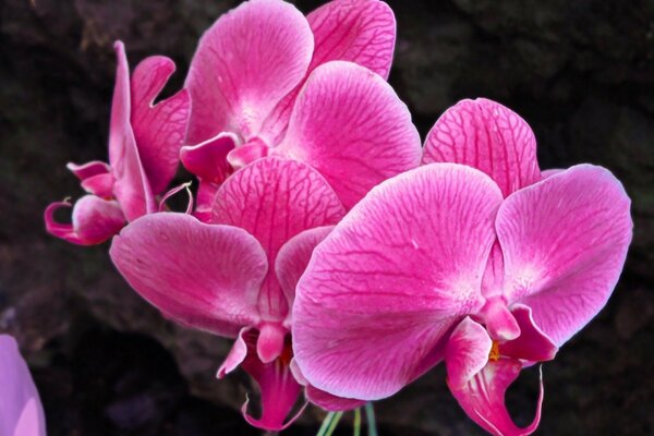 A beautiful flower. Pink Orchid