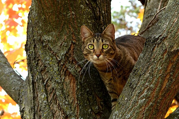 Chat avec d énormes yeux assis sur un arbre