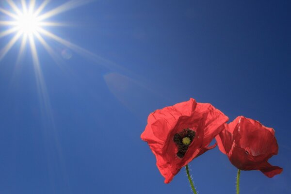 Rote Mohnblumen auf einem blauen Himmelshintergrund