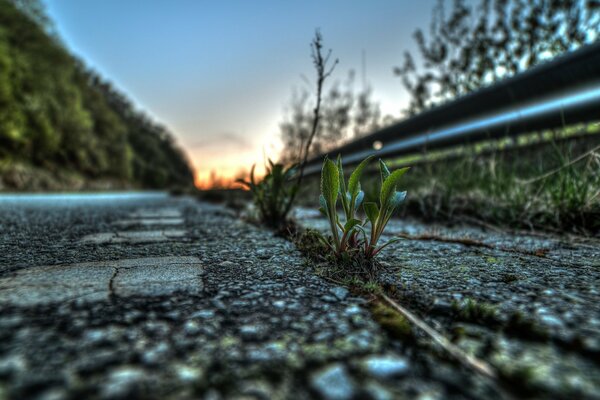 Piante che si fanno strada attraverso la pavimentazione in asfalto