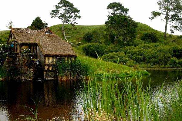 A quiet house on the shore of a pond, surrounded by a sea of greenery