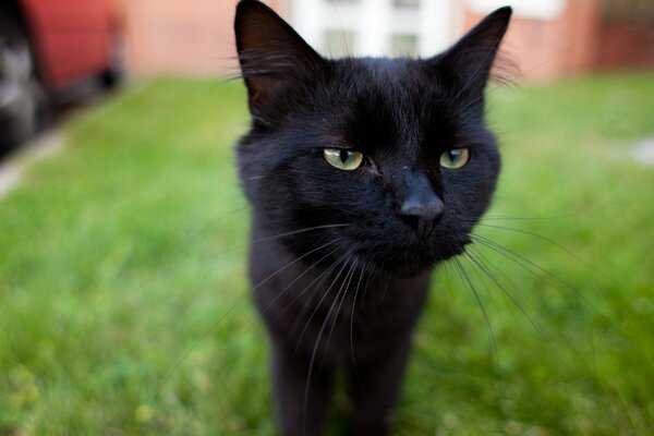 Museau noir d un chat curieux