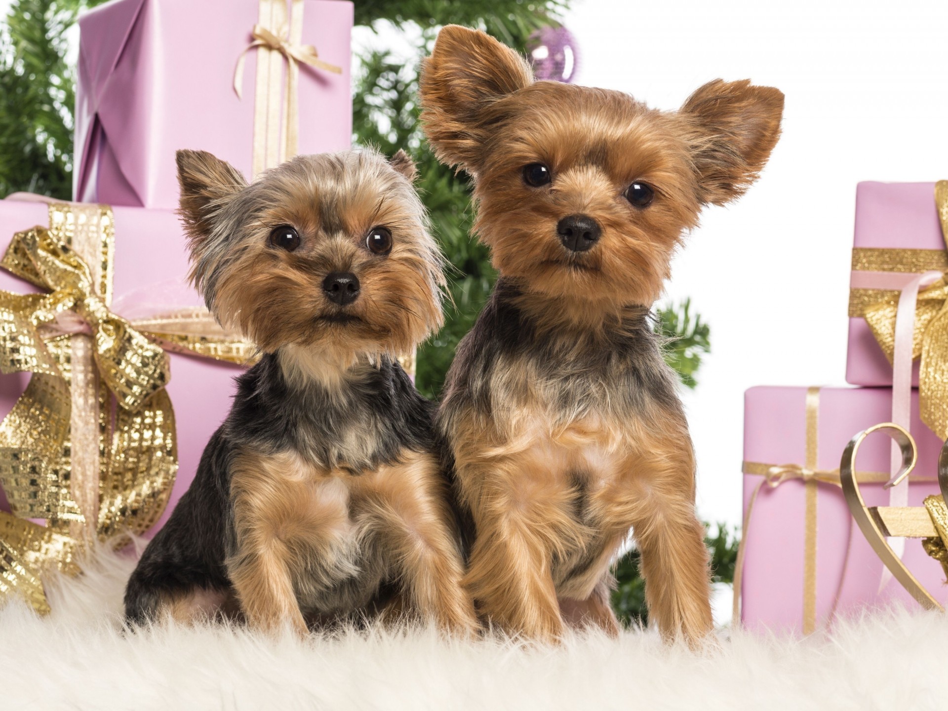 beauty yorkshire terrier dogs new year boxe