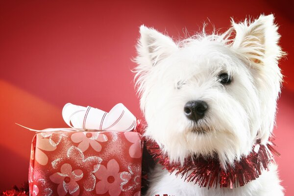 Cute dog with a gift on a red background