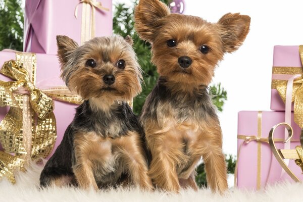 Two cute Yorkshire Terriers among New Year s gifts