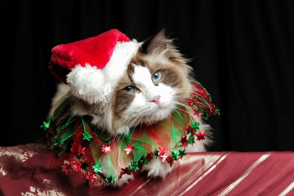 Süße flauschige Katze in einer Weihnachtsmütze mit blauen Augen