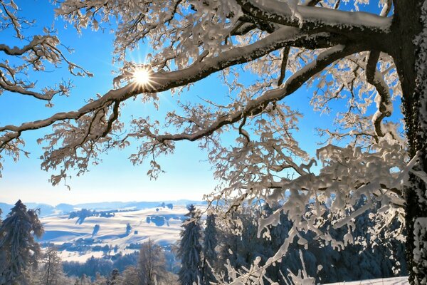 Die Sonnenstrahlen blicken durch die Zweige eines Winterbaums