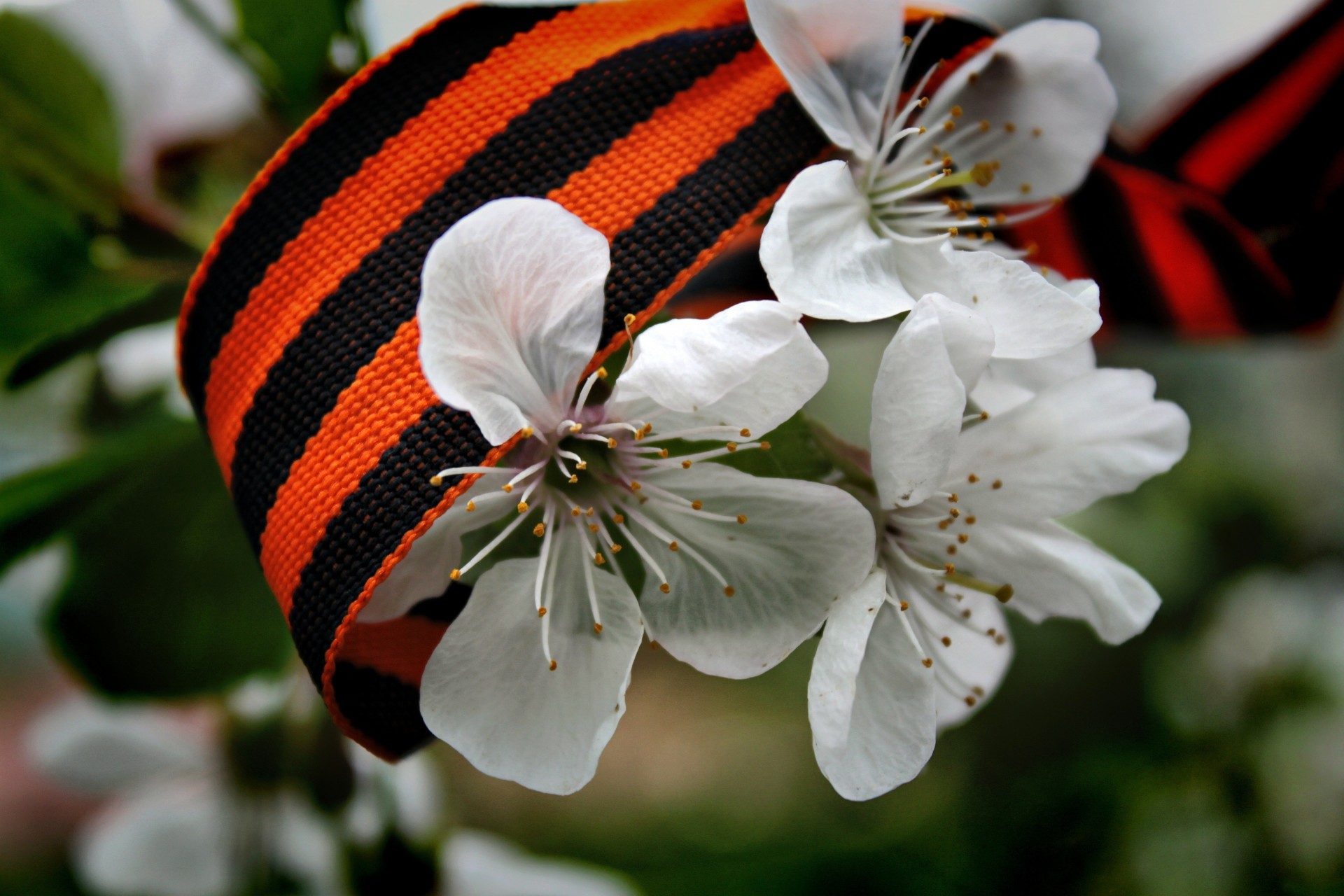 tag des sieges blumen weiß band st. georg frühling