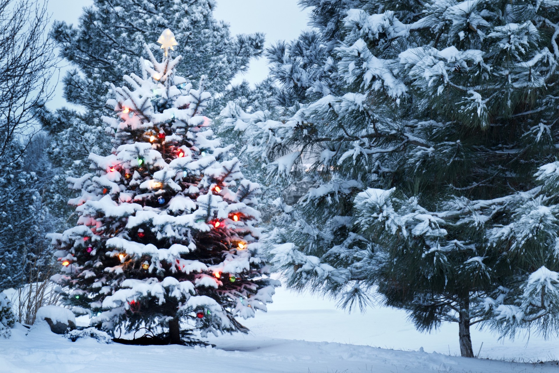 christmas tree new year park snow decoration winter