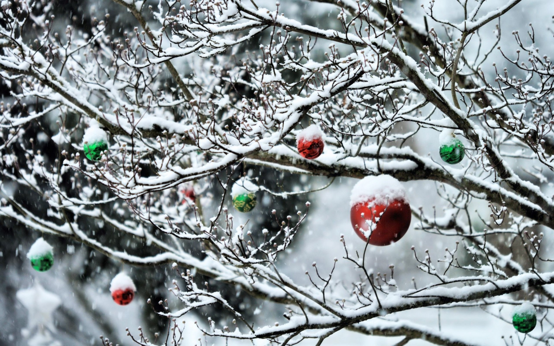 hiver arbres neige forêt nouvel an