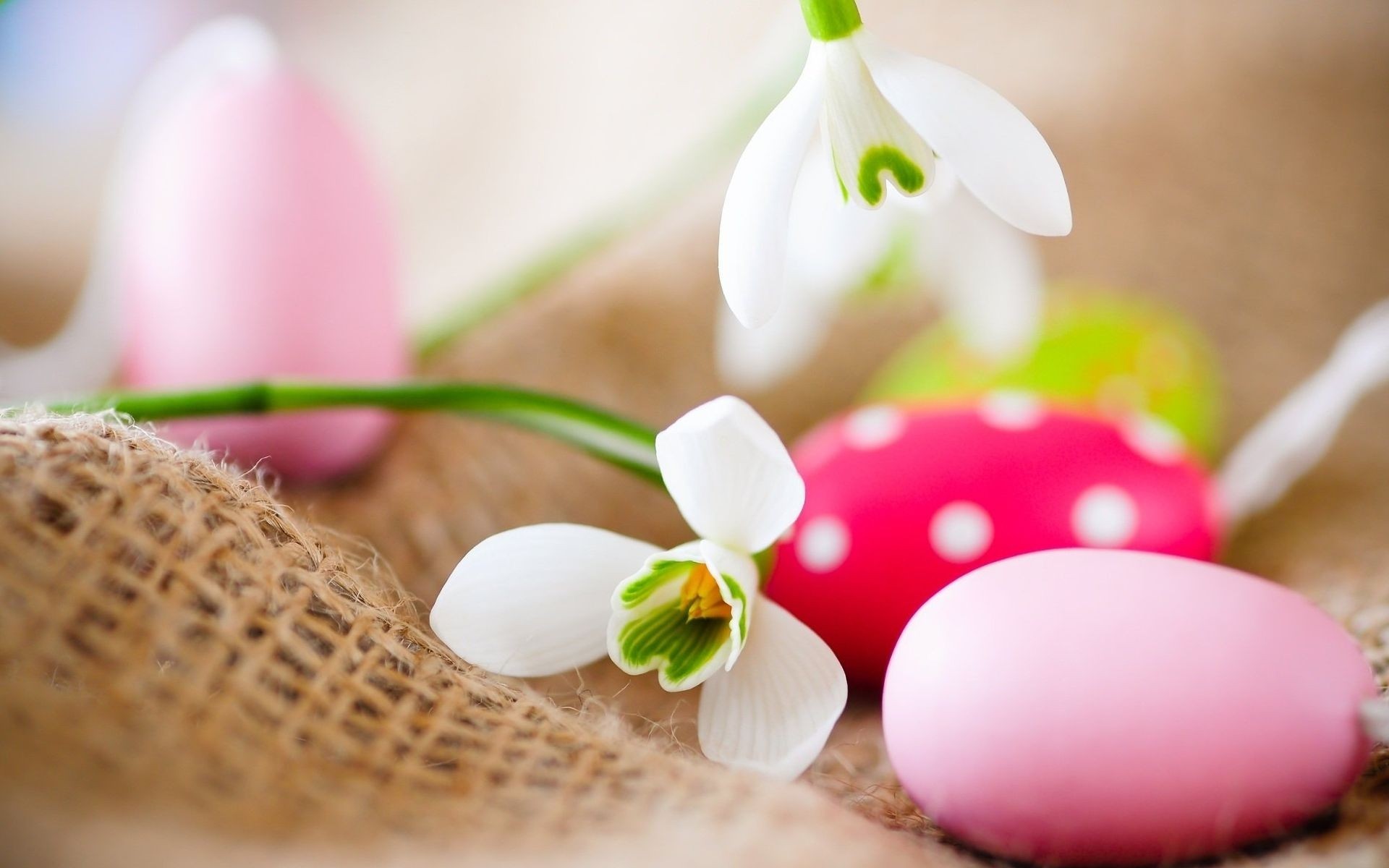 ostern schneeglöckchen ostereier farben blumen