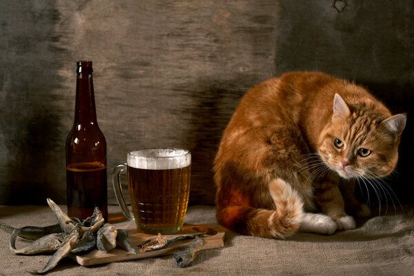 Un verre et une collation. Chat roux