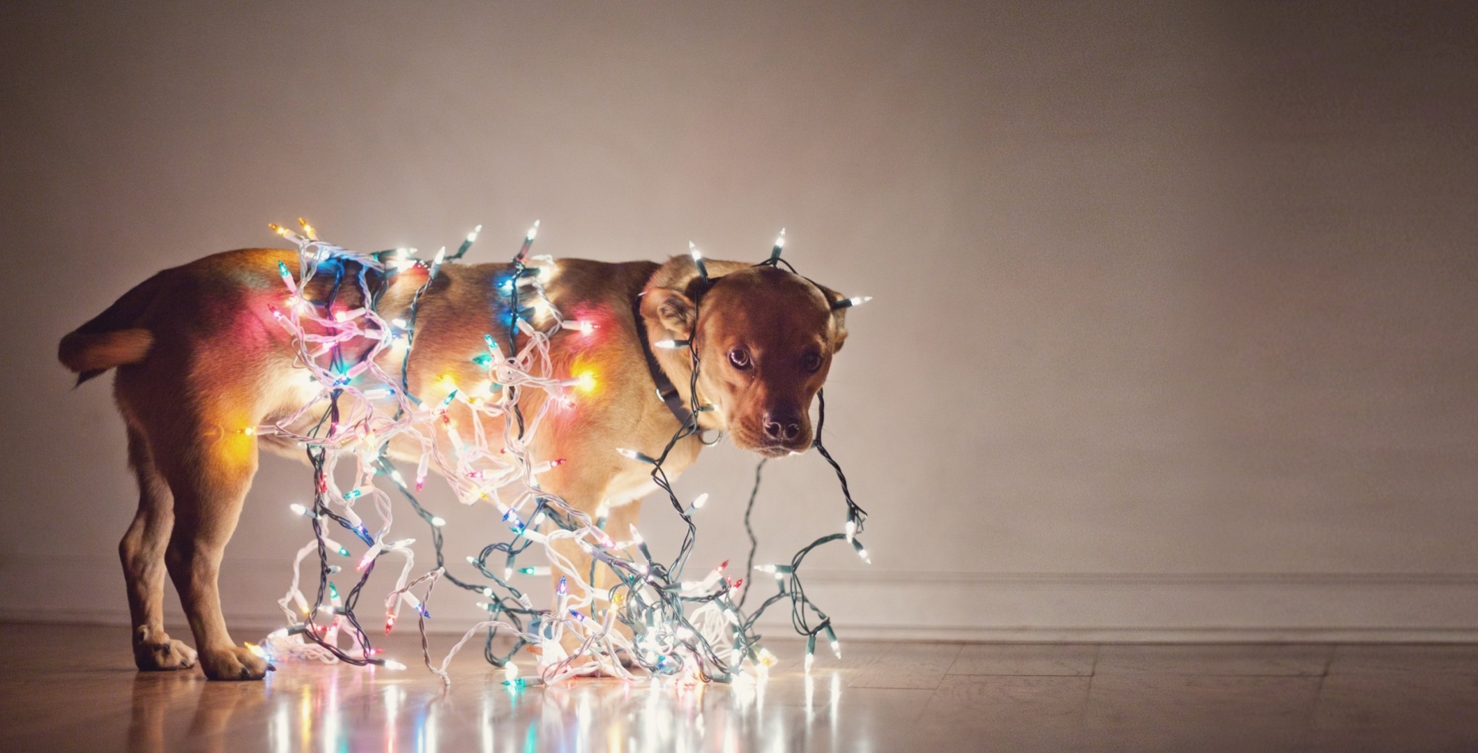 perro vacaciones bombillas año nuevo guirnalda