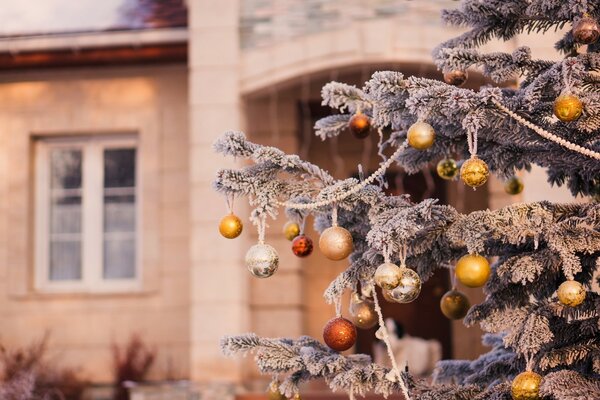 Branches d hiver avec des arbres de Noël enneigés