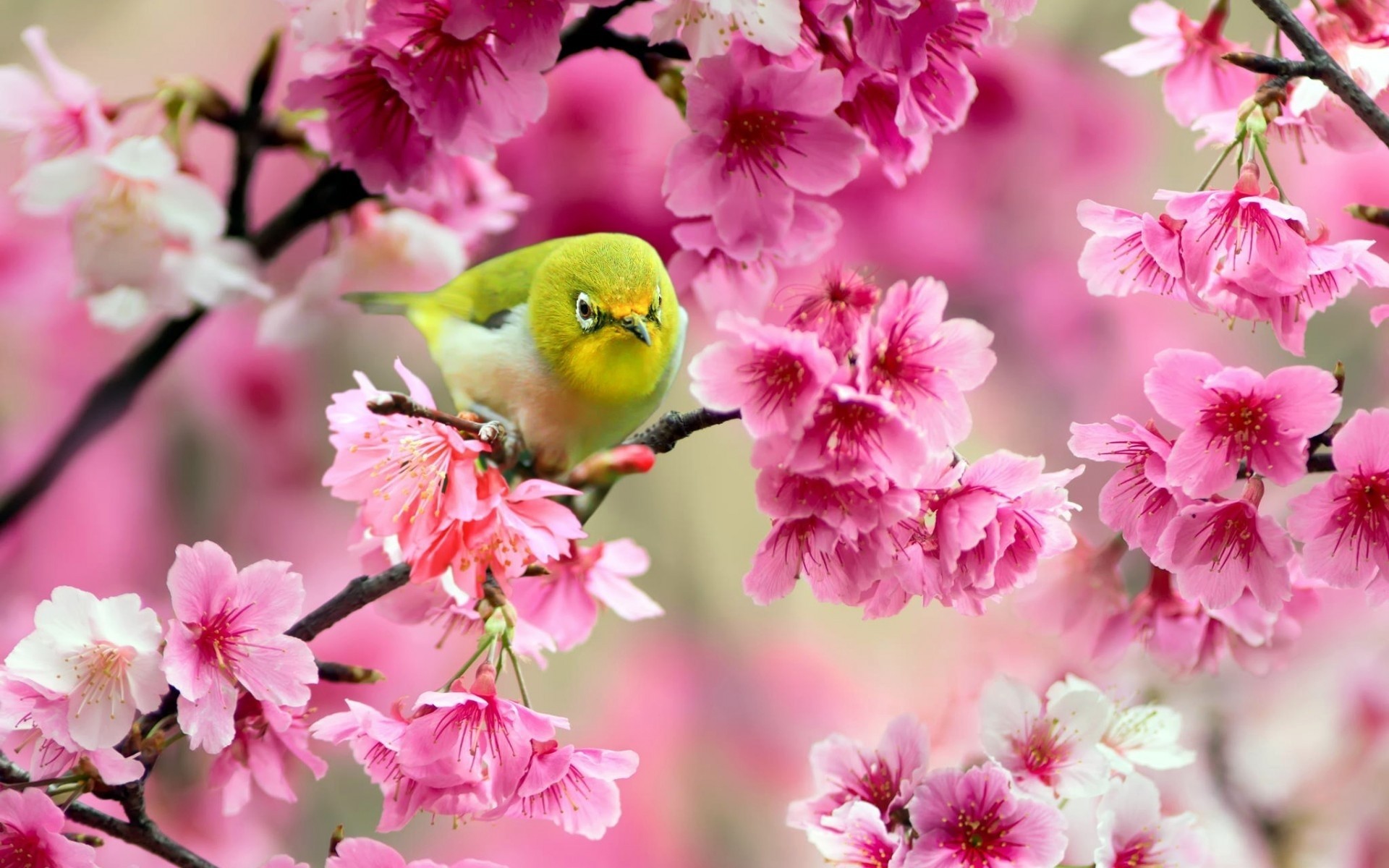 bäume vögel frühling blumen