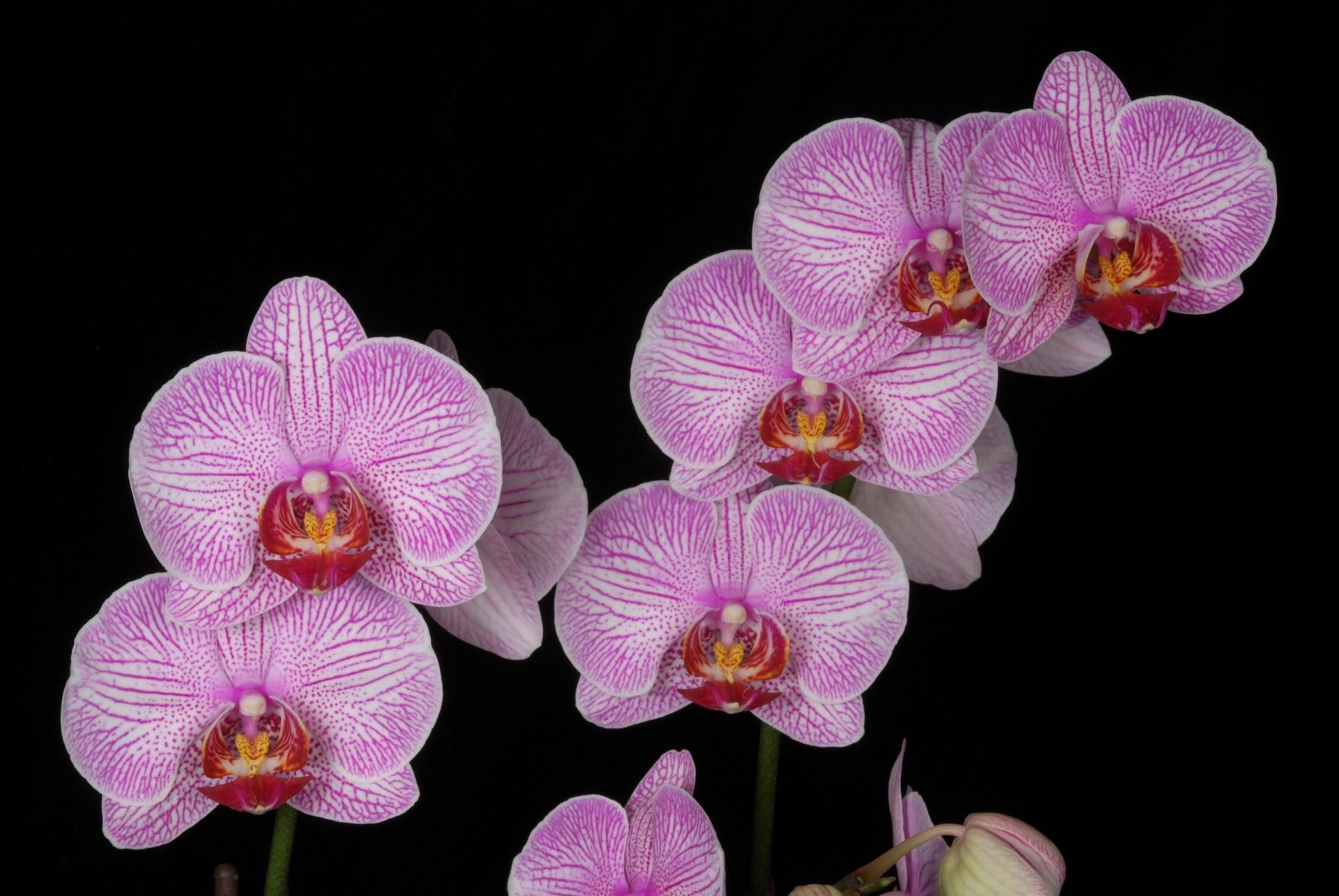 black background pink orchid branch