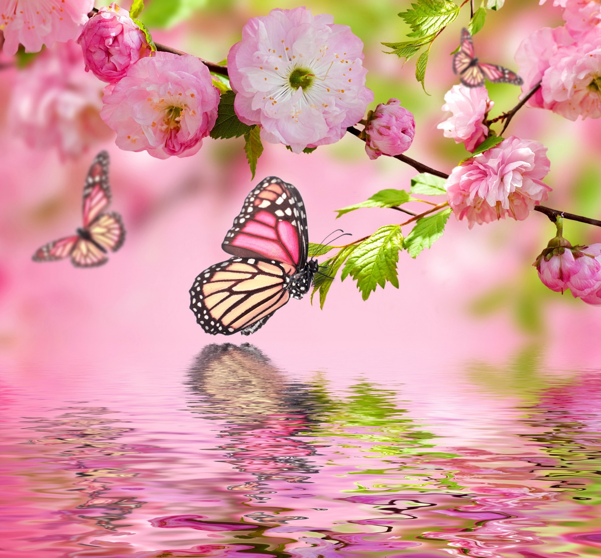 schmetterlinge blumen wasser zweige photoshop sakura rosa hintergrund frühling