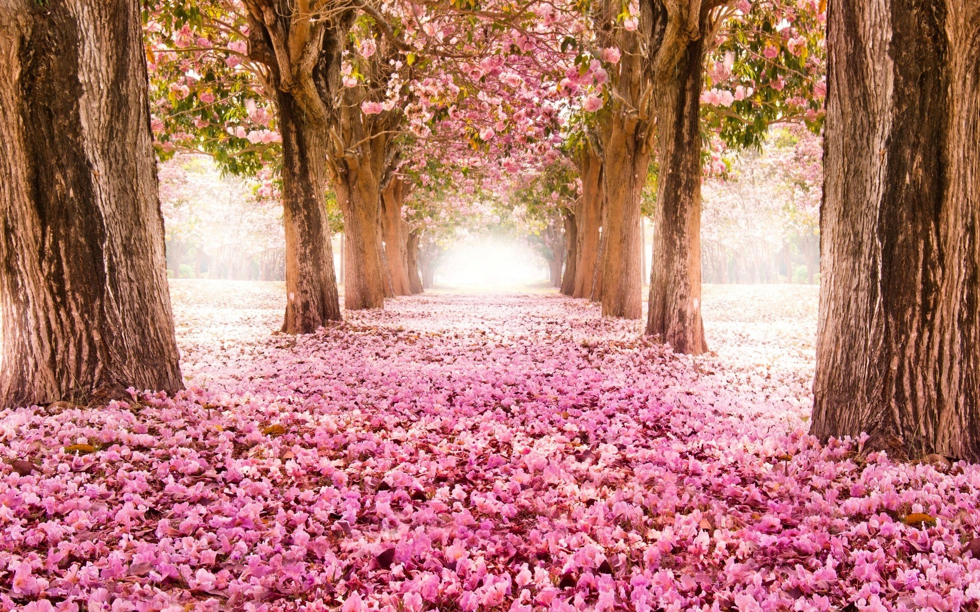 arbres ruelle printemps fleurs