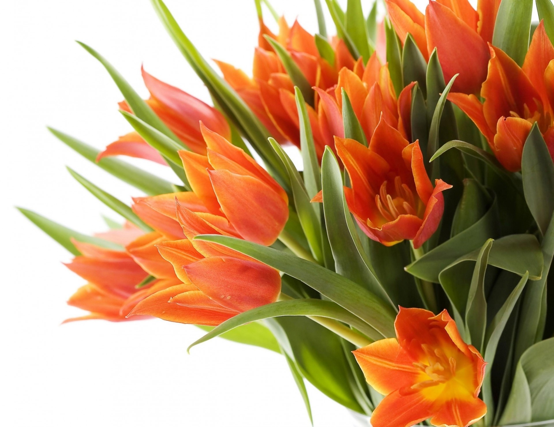 weißer hintergrund blumenstrauß tulpen nahaufnahme frühling