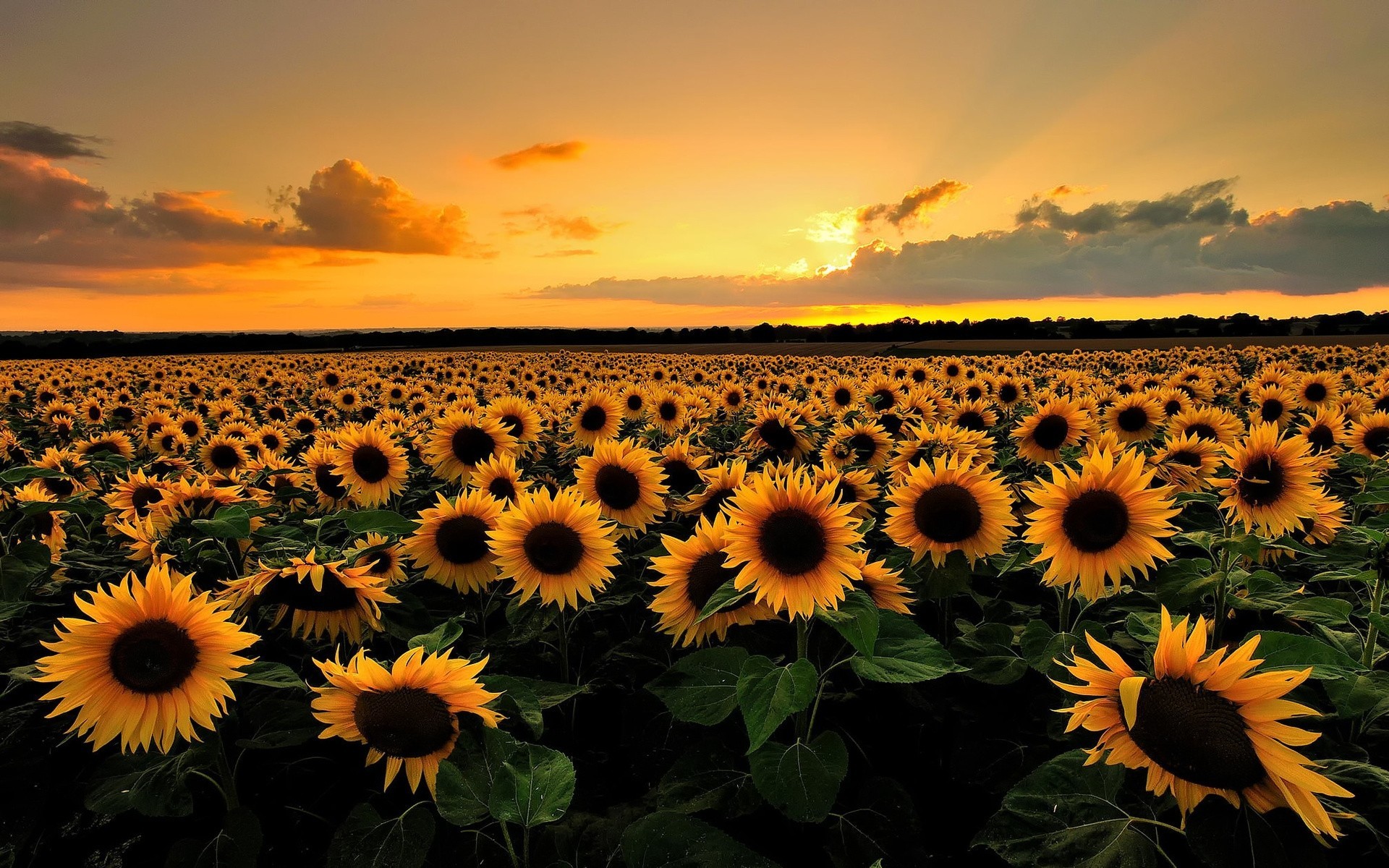 nuages soleil coucher de soleil nature lumière été ciel champ tournesol horizon