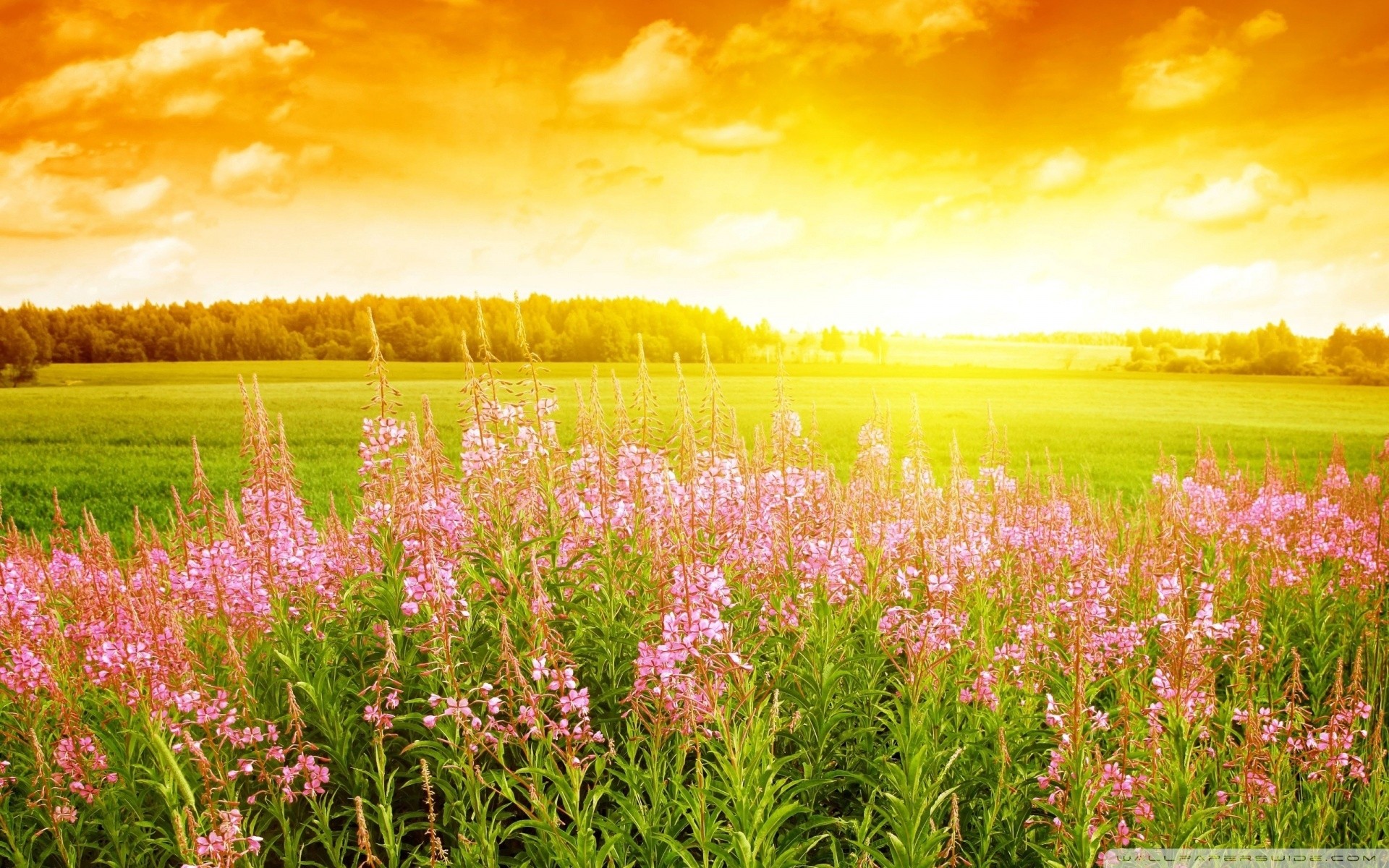 landschaften sommer blumen natur