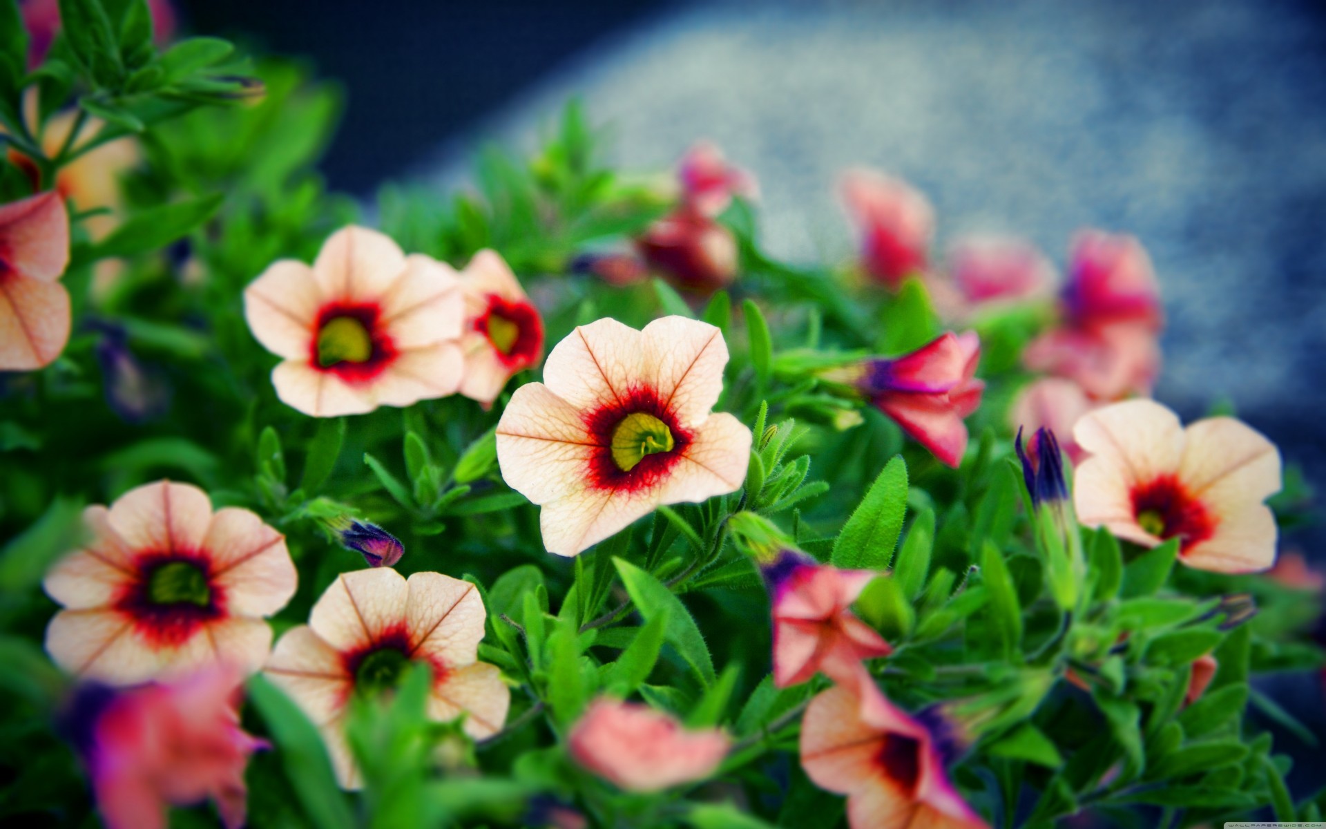 carta da parati vernice floreale multicolore natura sfondo foglia mig-15 rosa fiori fiore carta da parati colori pianta lasciare