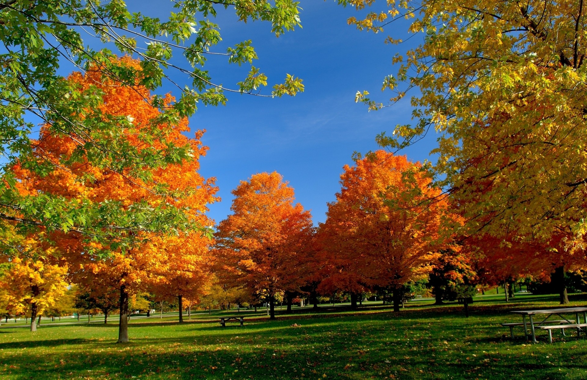 feuille bancs arbres pique-nique parc automne