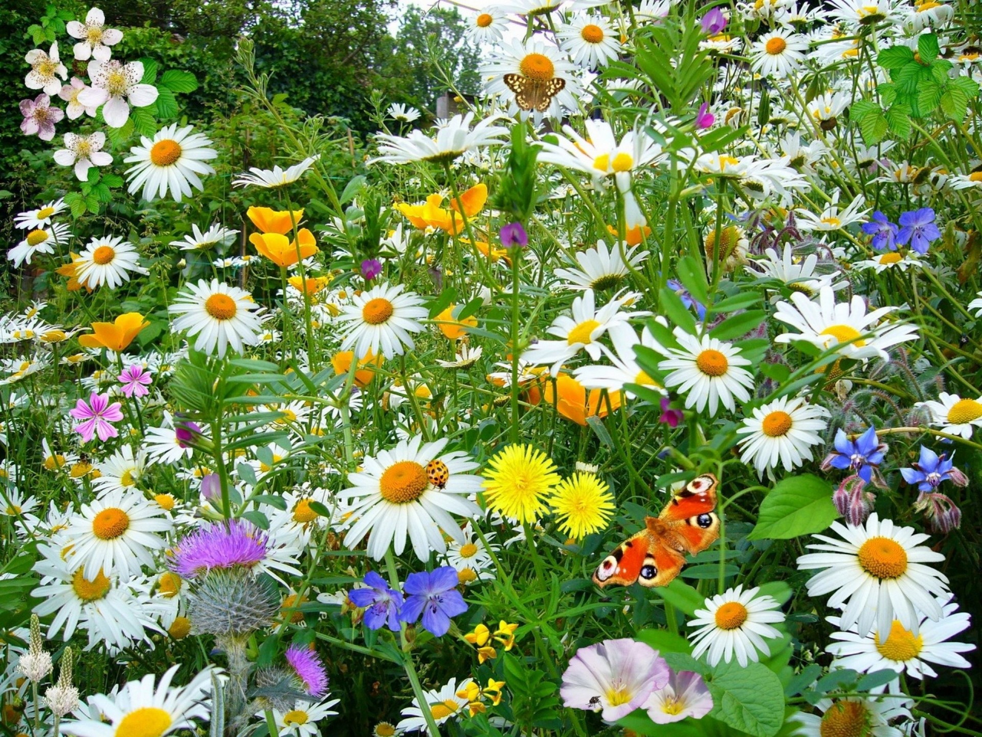 chamomile butterfly beauty flower