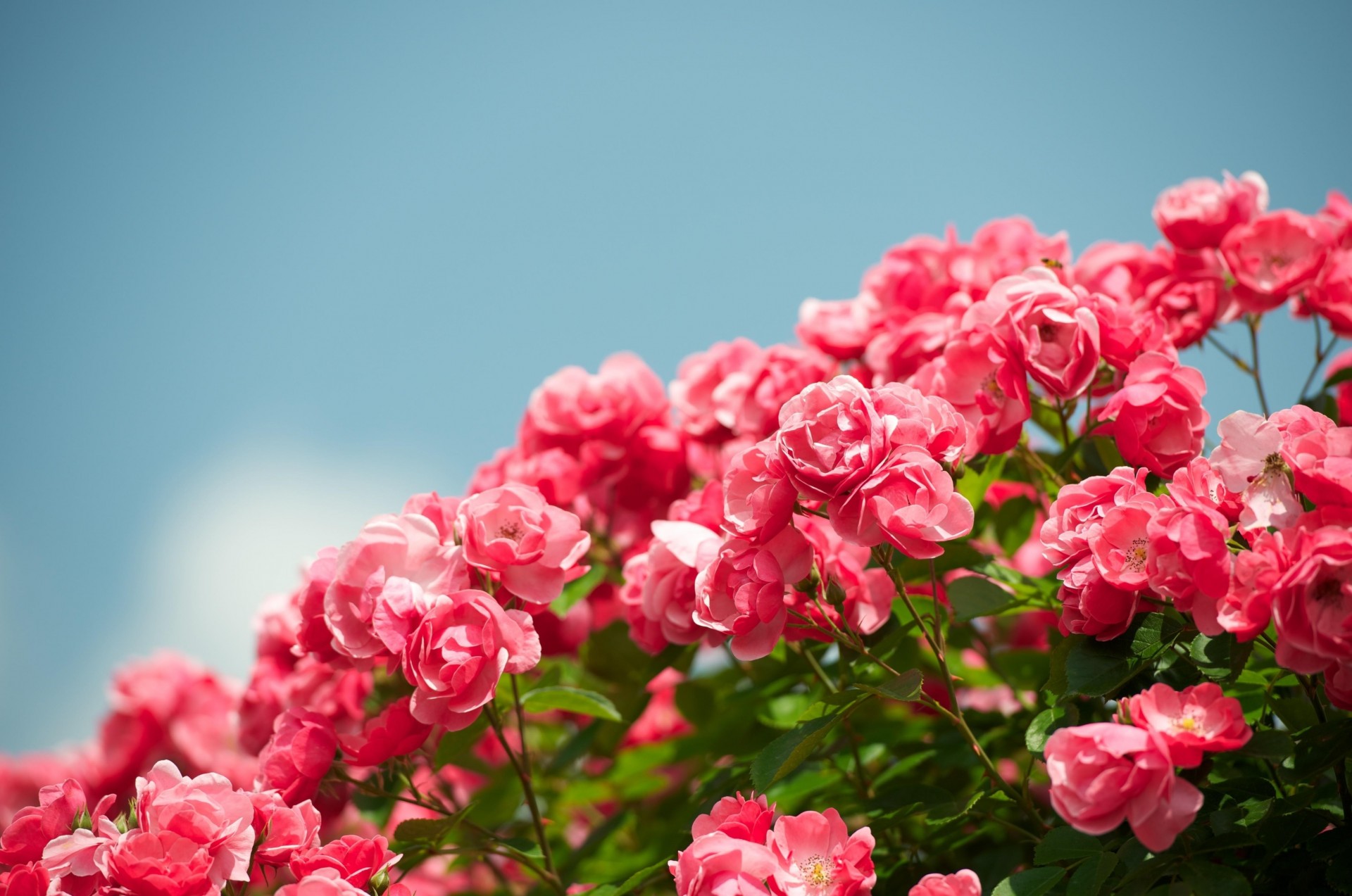 schärfe himmel schön rosen strauch