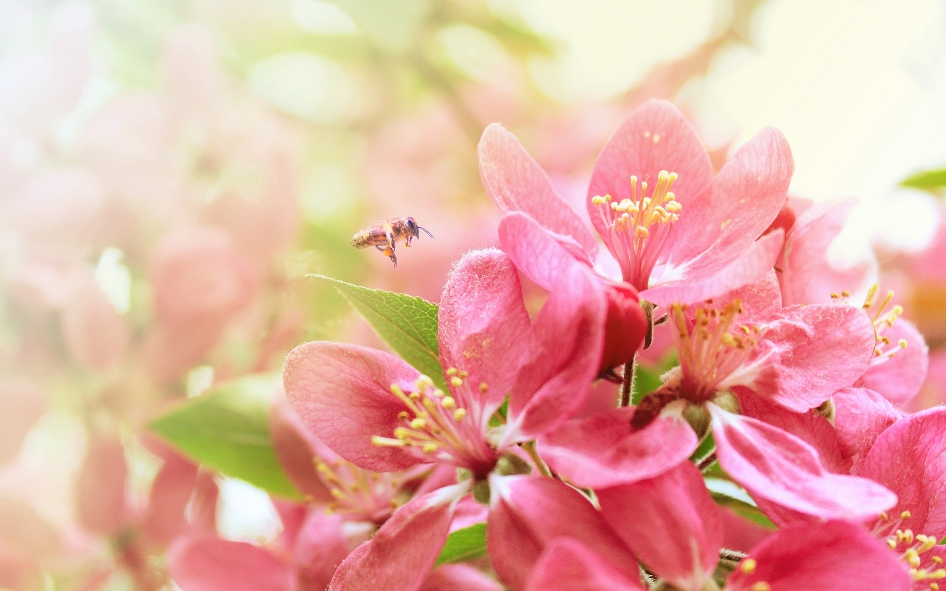 arbres fleurs abeilles gros plan printemps insectes