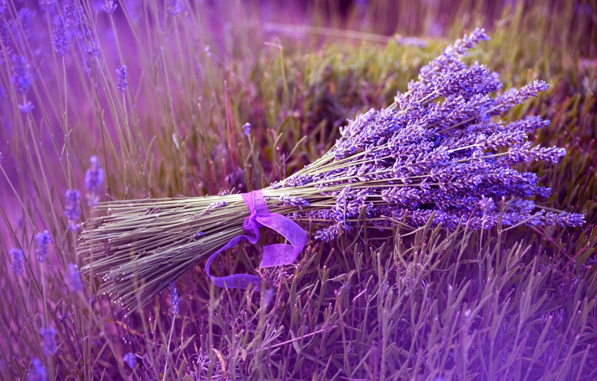 natura bouquet fiori nastro lilla campo