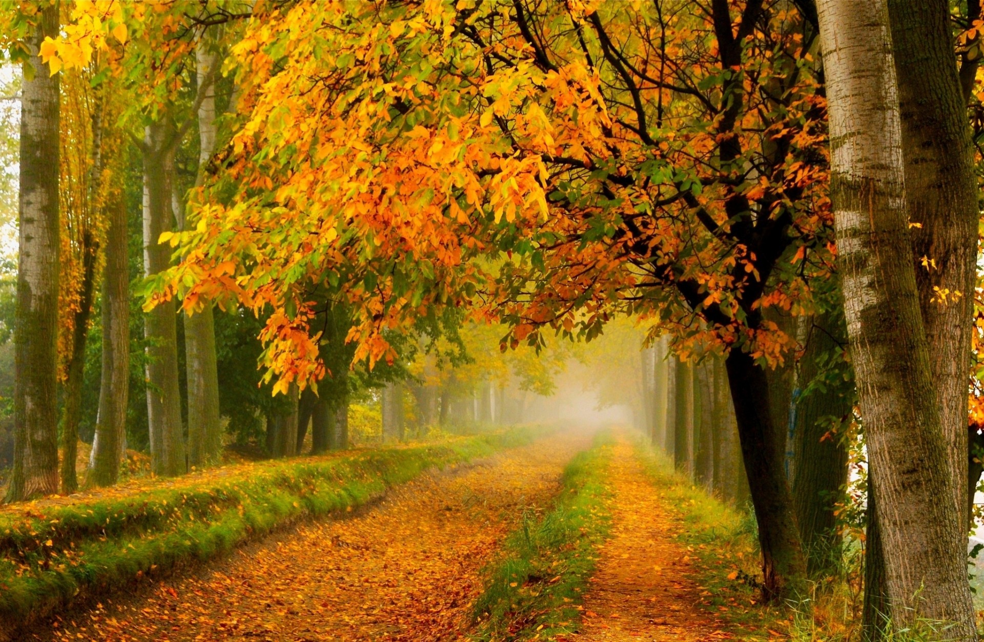 feuille multicolore arbres route nature forêt parc palmiers automne sentier peinture promenade