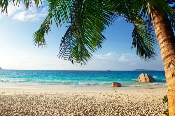 Sommersandstrand und Platz unter einer Palme