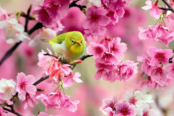 Uccello luminoso su un ramo di Sakura primaverile