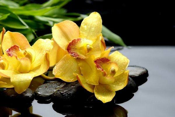 Yellow archidae fall on the rocks near the water