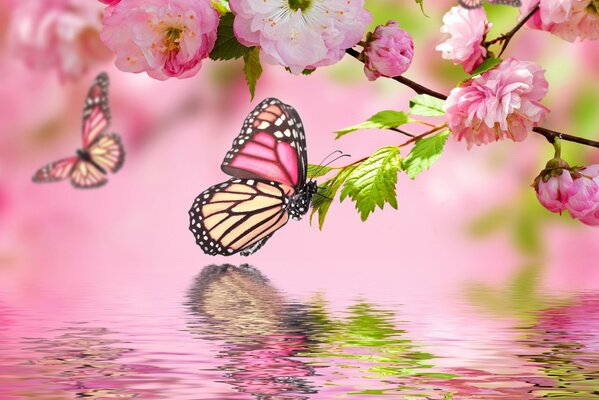 A butterfly sits on a delicate pink flower