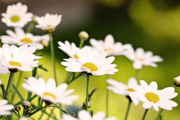 Marguerites délicates sur fond de champ