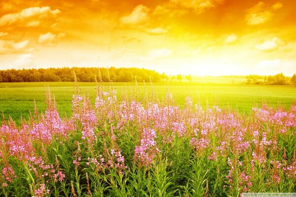 Paisaje de verano de flores Rosadas